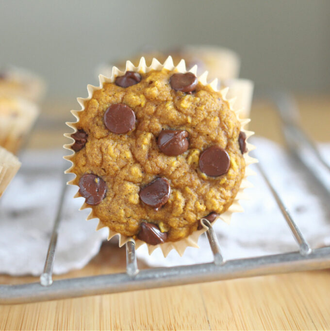 Pumpkin muffin with chocolate chips on a wire rack.